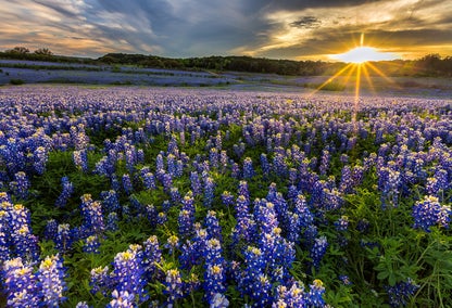 Texas bluebonnet field